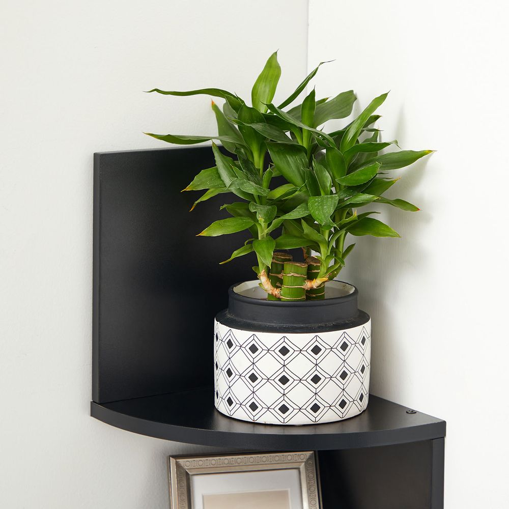 Corner Shelf - 5 Tier Wall Mount - Floating Storage Display